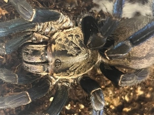 コバルトブルータランチュラ♀最終値下げ