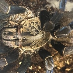 コバルトブルータランチュラ♀最終値下げ