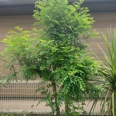 シマトネリコ