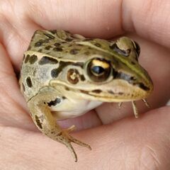 トノサマガエル WC 天然採集 4cm前後 ５匹