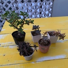 多肉植物☆特大花月