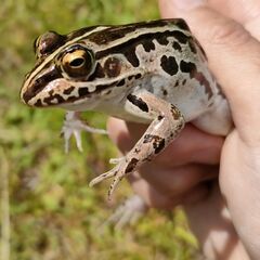 トノサマガエル WC 天然採集 65mm 岡山県産