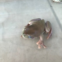イエアメガエル　交渉中の画像