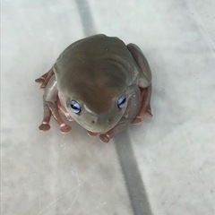 イエアメガエル　交渉中の画像
