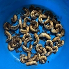 カブトムシの幼虫差し上げます！