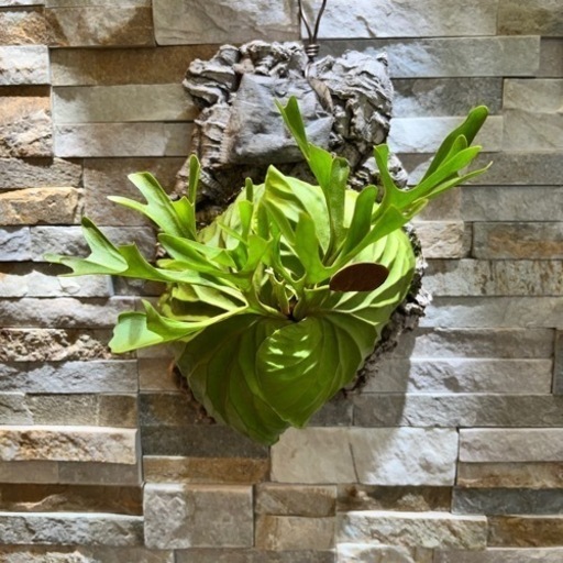 リドレイ◆ ビカクシダ（コウモリラン）P. ridleyi