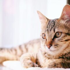【深夜帯ヒマで毎日時間ある方歓迎！】迷子猫ちゃんを探すお仕事・福岡の画像