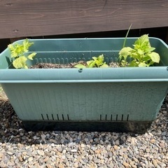 プランター　土
