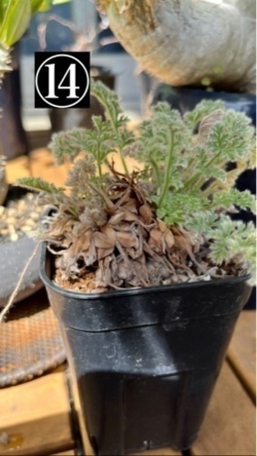 写真用　⑪⑭⑯⑰⑱ 観葉植物・鉢　断捨離　(パキポディウム(グラキリス、イノピ、ディスピ)アガベ等)