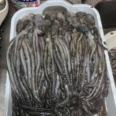 シガヤー餌用🐙
【餌用】の画像