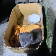 子猫の里親を探しています。