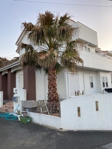 ワシントニア　ワシントンヤシです。