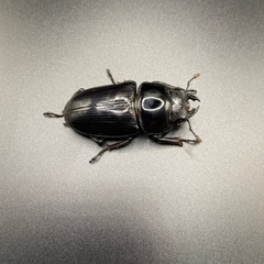 奈良輪川西 国産オオクワガタ②の画像