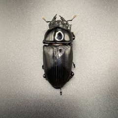 奈良輪川西 国産オオクワガタ②の画像