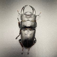 奈良輪川西 国産オオクワガタ②の画像