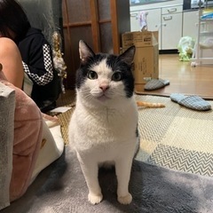 オス猫 かわいいハチ割れ猫  人馴れしてます！