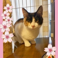 シャイな三毛猫さくらちゃん🌸♀9ヶ月