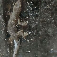 里親募集!!ヒラオヤモリ（ハウスゲッコー）ららちゃん