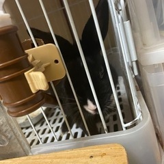 貰ってください