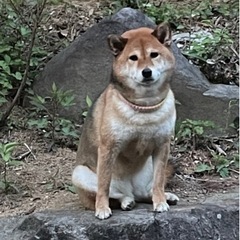 ヤキトンともちゃん
