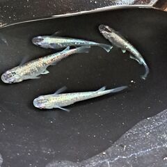 プラチナ星河メダカの卵無料で差し上げますまだありますよ