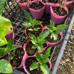 野菜苗　ミニトマト16本　ピーマン7本　インゲン3本　中玉トマト7本の画像