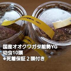 国産オオクワガタ　能勢YG幼虫10頭※死着保証２頭付き