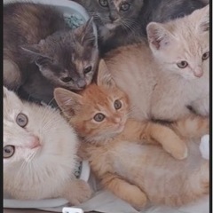 珍しいパステル柄子猫たち　子猫だらけの里親会参加