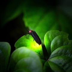 ホタル見たい方の募集です。✨