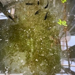 メダカ　色々の画像