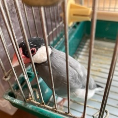 サクラ文鳥
