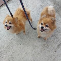 至急　飼い主が病気で飼育不能　ポメラニアン×チワワのミックス　オ...