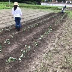 さつまいもの苗を植えよう　2023年　岡山県井原市