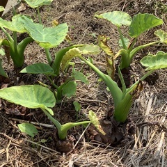 コロカシア•ギガンティアの画像