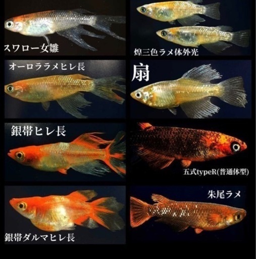 メダカの卵　スペシャルMIX めだか卵　めだか卵　50個　めだか　金魚