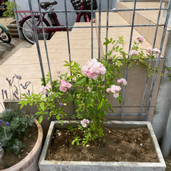 群舞 薔薇