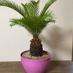 【取引完了】ソテツ（蘇鉄）新葉