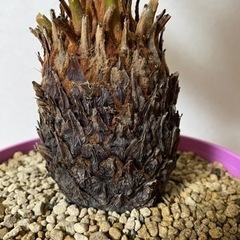 【取引完了】ソテツ（蘇鉄）新葉の画像