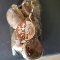椎茸栽培始めました!