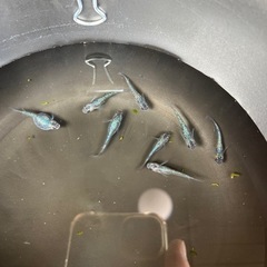 得　ユリシスメダカ　8匹セットの画像