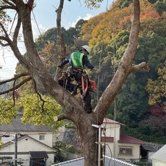 きこり（草刈り、木の伐採）土日祝休みの画像