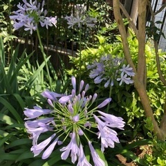 アガパンサス