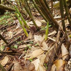 【竹の子】本日収穫分‼️の画像