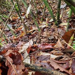 【竹の子】本日収穫分‼️の画像