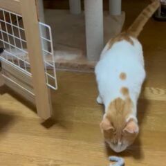 水玉模様が可愛い1歳の『恵ちゃん』 - 宮若市