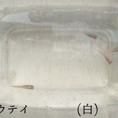 紅帝メダカ脱色
