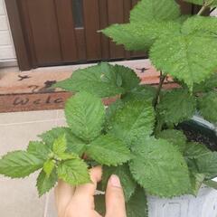 2年目　ブラックベリー　苗木➁　トゲなし　トリプルクラウンの画像