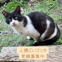 人懐こいさくらねこ⭐︎ゴンタの里親募集
