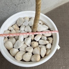 ウンベラータ　6号　プラスチック鉢