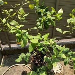 レモン　苗　4年生の画像